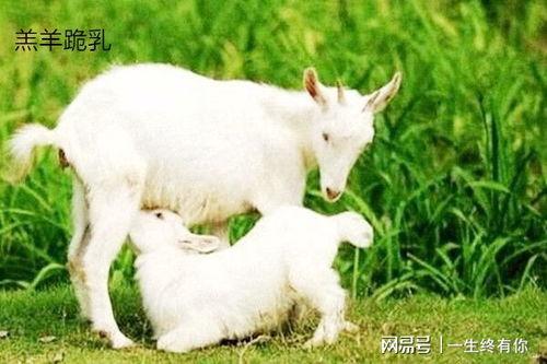 小羊可以吃小瓜吗视频,小羊与瓜果的和谐共食之旅