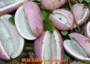 皇后吃八月瓜视频大全,视频大全带你领略美味瞬间