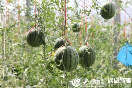 交城西汾阳吃瓜视频,趣味横生的夏日街头盛况